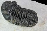 Bargain, Austerops Trilobite - Ofaten, Morocco #110649-5